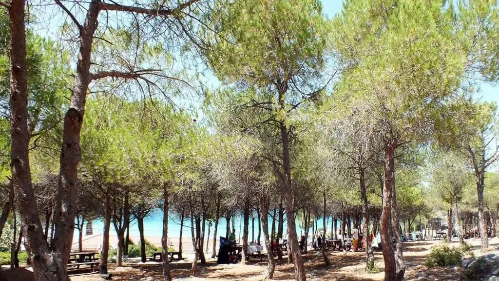 İzmir'in Koyları'nda bulunan kamp alanlarından biri olan Gümüldür Orman kamp alanının fotoğrafı.